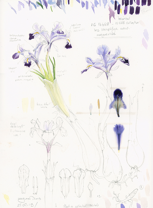 Sketch of Iris stenophylla subsp margaretiae